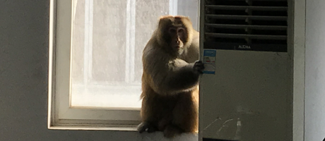 辦公室裝修魅力大，獼猴君亂入來(lái)“串門(mén)”！