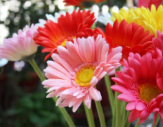 南寧辦公樓裝修得再美，你也可能需要這些花兒除味喲